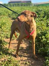 HUGO, Hund, Mischlingshund in Spanien - Bild 3