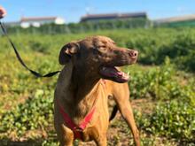 HUGO, Hund, Mischlingshund in Spanien - Bild 4