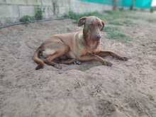 HUGO, Hund, Mischlingshund in Spanien - Bild 5