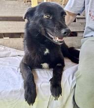 DORO, Hund, Mischlingshund in Rumänien - Bild 1