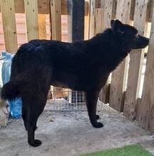 DORO, Hund, Mischlingshund in Rumänien - Bild 10