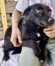 DORO, Hund, Mischlingshund in Rumänien - Bild 12