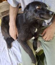 DORO, Hund, Mischlingshund in Rumänien - Bild 13