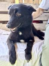 DORO, Hund, Mischlingshund in Rumänien - Bild 4