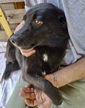 DORO, Hund, Mischlingshund in Rumänien - Bild 6