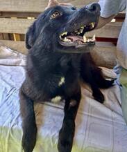 DORO, Hund, Mischlingshund in Rumänien - Bild 7