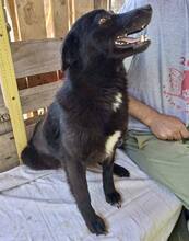 DORO, Hund, Mischlingshund in Rumänien - Bild 8