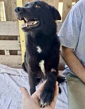 DORO, Hund, Mischlingshund in Rumänien - Bild 9