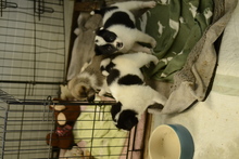 ALICE, Hund, Mischlingshund in Rumänien - Bild 2