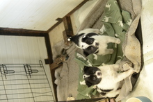 ALICE, Hund, Mischlingshund in Rumänien - Bild 3
