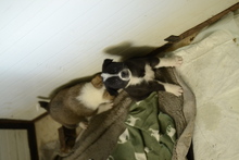 TIANA, Hund, Mischlingshund in Rumänien - Bild 2