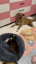 TIANA, Hund, Mischlingshund in Thür - Bild 3