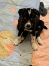 TIANA, Hund, Mischlingshund in Thür - Bild 4