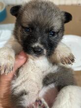 LILO, Hund, Mischlingshund in Rumänien - Bild 1