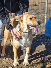SONJA, Hund, Mischlingshund in Rumänien - Bild 1
