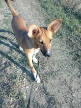 SONJA, Hund, Mischlingshund in Rumänien - Bild 10