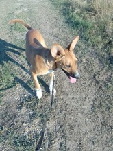 SONJA, Hund, Mischlingshund in Rumänien - Bild 11
