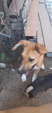 SONJA, Hund, Mischlingshund in Rumänien - Bild 12