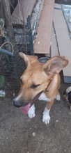 SONJA, Hund, Mischlingshund in Rumänien - Bild 13