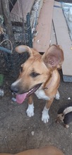 SONJA, Hund, Mischlingshund in Rumänien - Bild 14