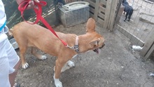 SONJA, Hund, Mischlingshund in Rumänien - Bild 15