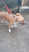SONJA, Hund, Mischlingshund in Rumänien - Bild 16