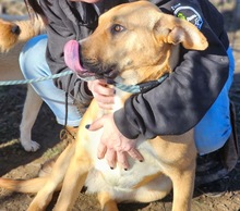 SONJA, Hund, Mischlingshund in Rumänien - Bild 2