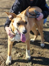 SONJA, Hund, Mischlingshund in Rumänien - Bild 3