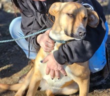 SONJA, Hund, Mischlingshund in Rumänien - Bild 4