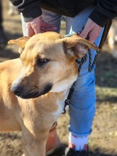 SONJA, Hund, Mischlingshund in Rumänien - Bild 5