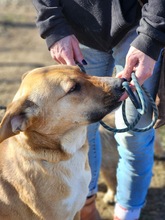SONJA, Hund, Mischlingshund in Rumänien - Bild 6
