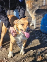 SONJA, Hund, Mischlingshund in Rumänien - Bild 7