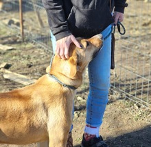 SONJA, Hund, Mischlingshund in Rumänien - Bild 9