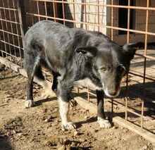 HEDDA, Hund, Mischlingshund in Rumänien - Bild 3