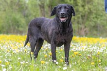 LILY, Hund, Labrador Retriever in Soest - Bild 1