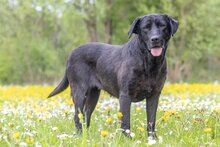 LILY, Hund, Labrador Retriever in Soest - Bild 2