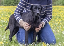 LILY, Hund, Labrador Retriever in Soest - Bild 3