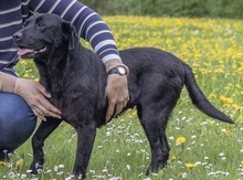 LILY, Hund, Labrador Retriever in Soest - Bild 4