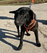 LILY, Hund, Labrador Retriever in Soest - Bild 5