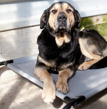 VINUR, Hund, Mischlingshund in Viersen - Bild 2