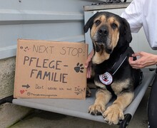VINUR, Hund, Mischlingshund in Viersen - Bild 3