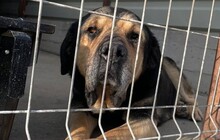 VINUR, Hund, Mischlingshund in Viersen - Bild 4