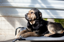 VINUR, Hund, Mischlingshund in Viersen - Bild 6