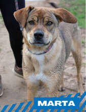 MARTA, Hund, Mischlingshund in Bulgarien - Bild 1