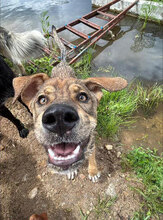 MARTA, Hund, Mischlingshund in Bulgarien - Bild 3