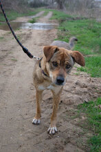 MARTA, Hund, Mischlingshund in Bulgarien - Bild 4