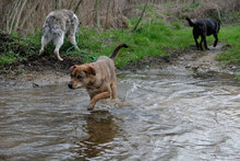 MARTA, Hund, Mischlingshund in Bulgarien - Bild 5
