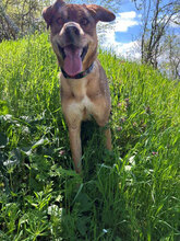 MARTA, Hund, Mischlingshund in Bulgarien - Bild 6