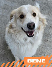 BENE, Hund, Hütehund-Mix in Bulgarien - Bild 1