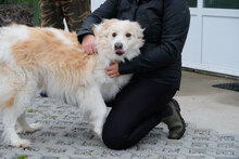 BENE, Hund, Hütehund-Mix in Bulgarien - Bild 2